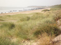 Gorleston Beach - Marram grass is still growing strongly despite winter storms